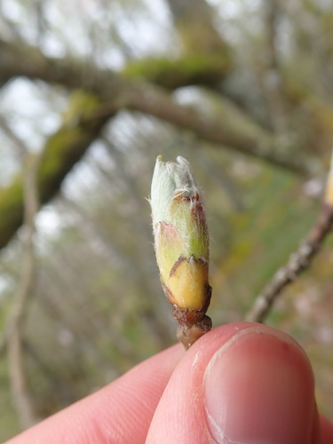 Aria edulis (Whitebeam)