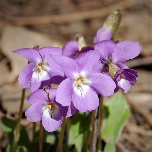 Viola hirta (Hairy Violet)