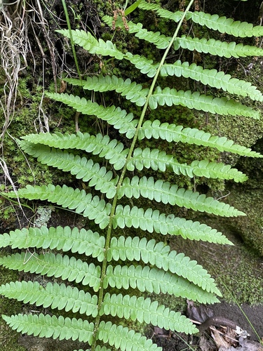 Osmundastrum cinnamomeum (Cinnamon Fern)
