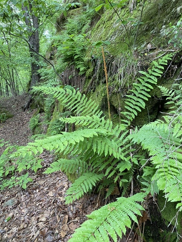 Osmundastrum cinnamomeum (Cinnamon Fern)