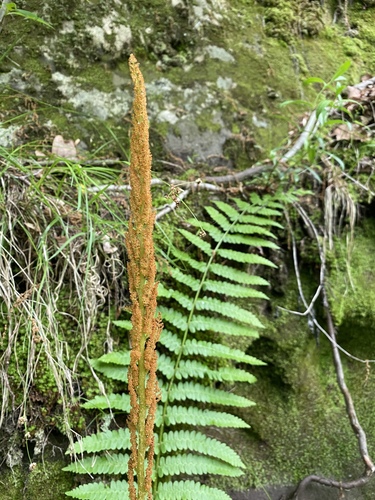 Osmundastrum cinnamomeum (Cinnamon Fern)