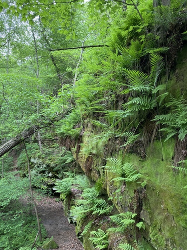 Osmundastrum cinnamomeum (Cinnamon Fern)