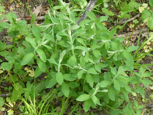 Hypericum hirsutum (Hairy St John's-wort)