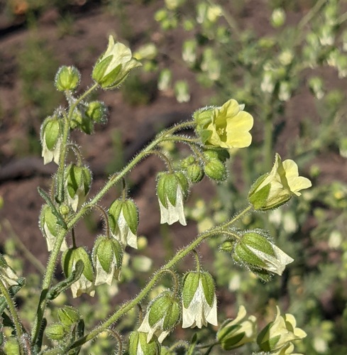 Emmenanthe penduliflora (whispering bells) (alternate view 3)