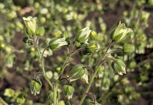 Emmenanthe penduliflora (whispering bells) (alternate view 5)
