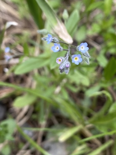 Myosotis arvensis (field forget-me-not)