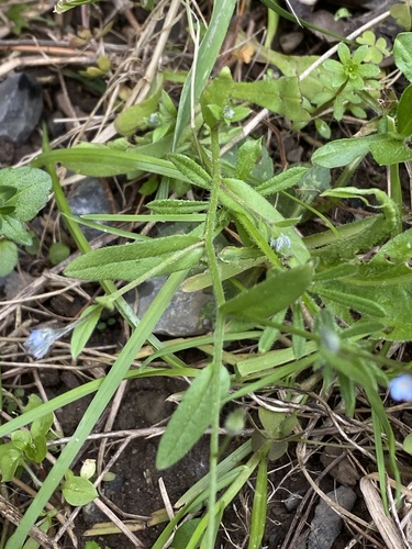 Myosotis arvensis (field forget-me-not)