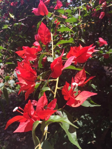 Bougainvillea × buttiana (garden bougainvillea) (alternate view 7)