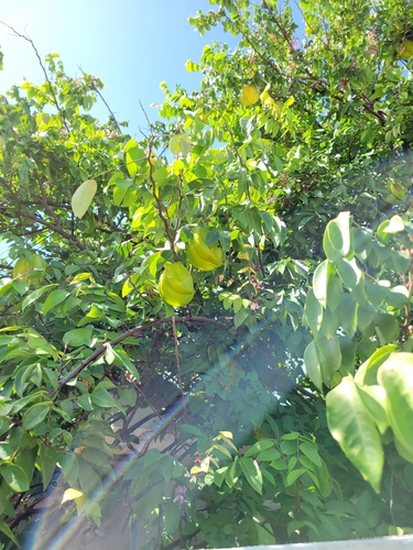 Averrhoa carambola (Star Fruit Carambola) (alternate view 3)
