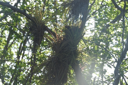 Tillandsia fasciculata (cardinal airplant) (alternate view 2)