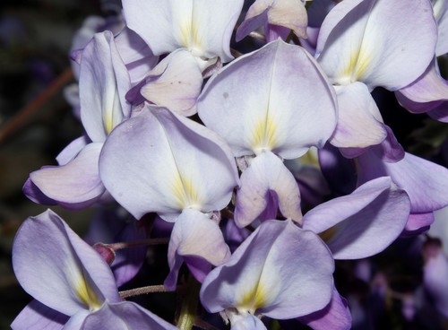 Wisteria sinensis (Chinese wisteria)