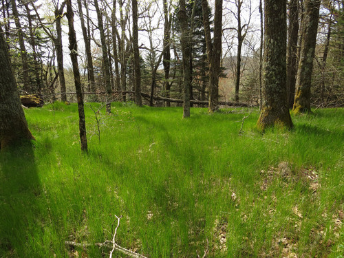 Carex pensylvanica (Pennsylvania Sedge)