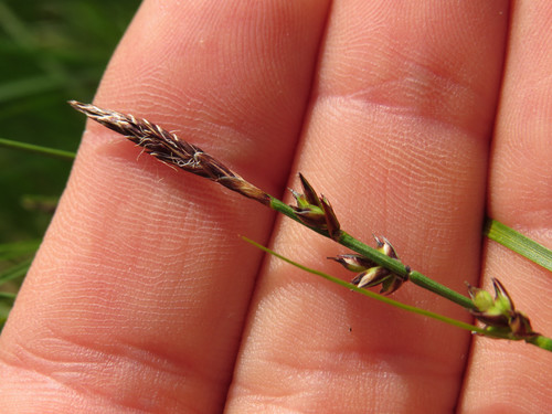 Carex pensylvanica (Pennsylvania Sedge)