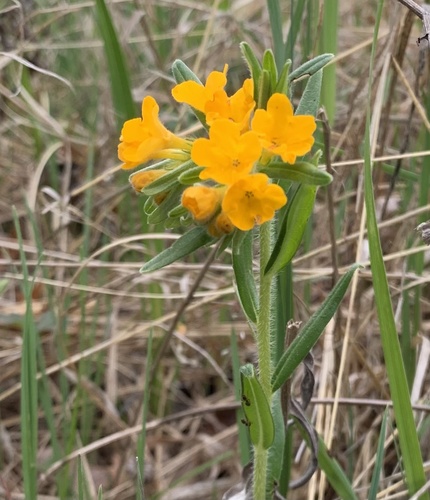 Lithospermum canescens (hoary puccoon) (alternate view 3)