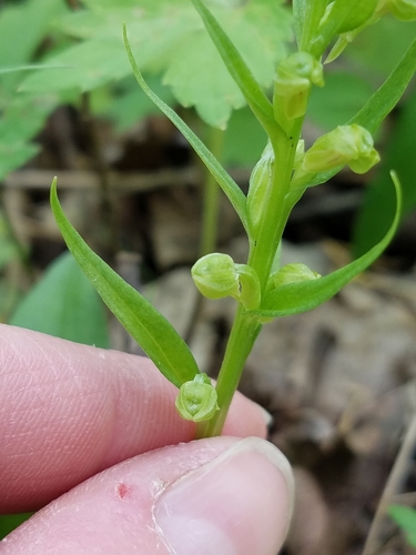 Dactylorhiza viridis (Frog Orchid) (alternate view 2)