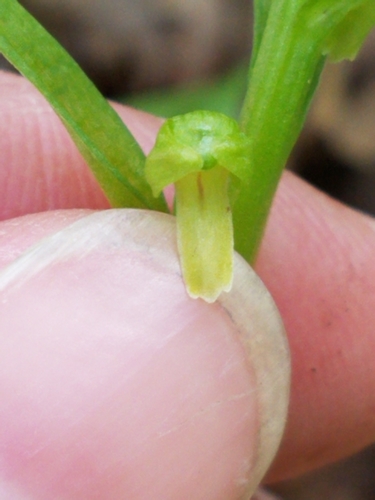 Dactylorhiza viridis (Frog Orchid) (alternate view 3)