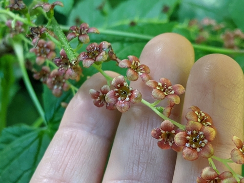 Ribes bracteosum (stink current)