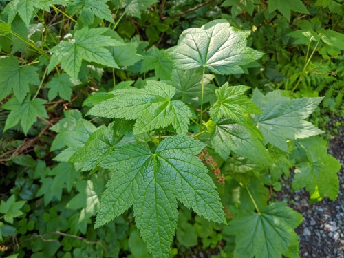 Ribes bracteosum (stink current) (alternate view 2)
