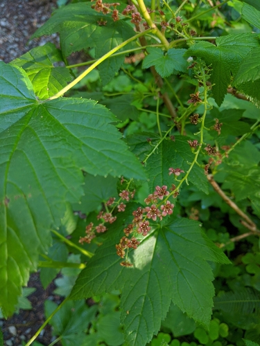 Ribes bracteosum (stink current) (alternate view 3)