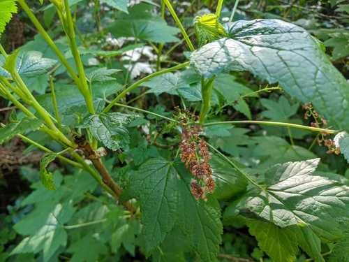 Ribes bracteosum (stink current) (alternate view 4)