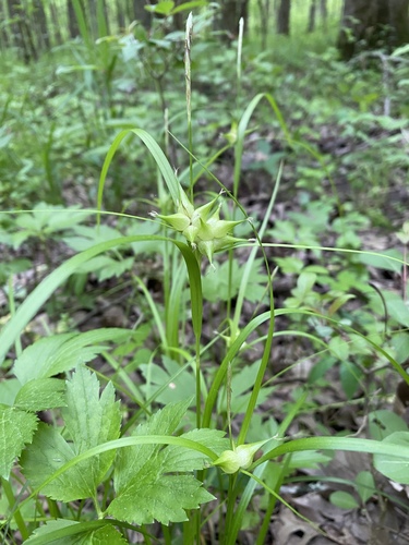 Carex intumescens (bladder sedge) (alternate view 2)