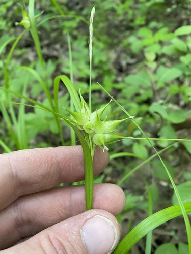 Carex intumescens (bladder sedge) (alternate view 3)