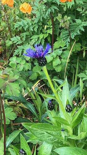 Centaurea montana (Perennial Cornflower)