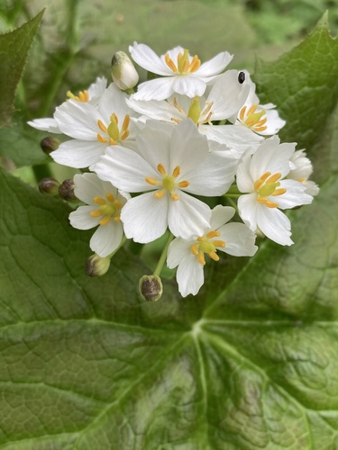Diphylleia cymosa (Umbrella Leaf)