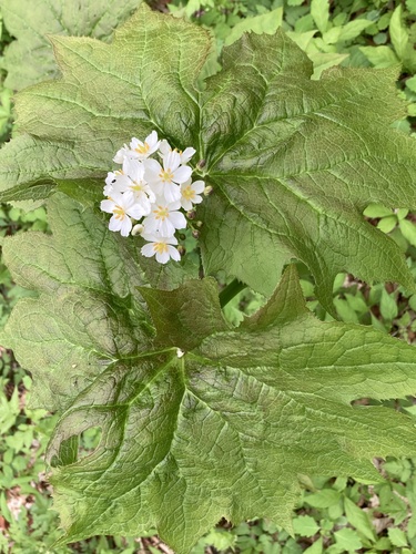 Diphylleia cymosa (Umbrella Leaf) (alternate view 2)