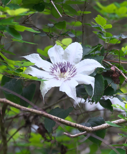 Clematis patens (spreading clematis) (alternate view 5)