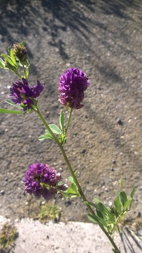 Medicago sativa (Alfalfa)
