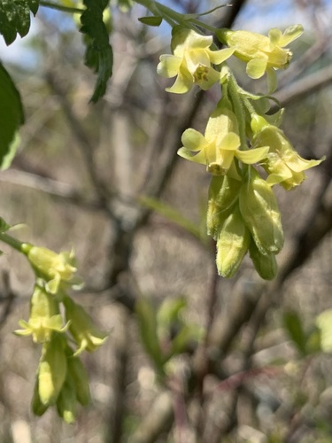 Ribes americanum (American Black Currant) (alternate view 3)
