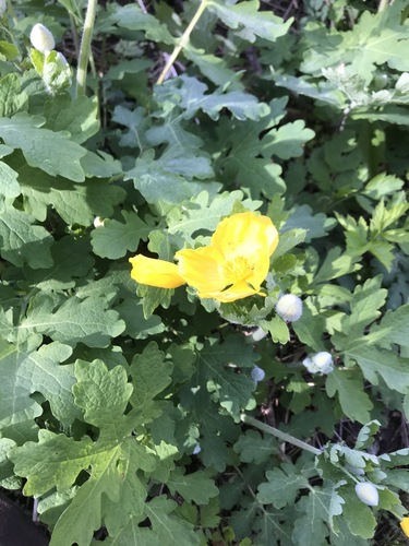 Chelidonium diphyllum (Celandine Poppy) (alternate view 6)