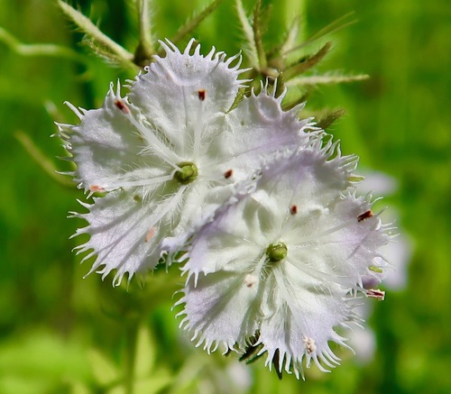Phacelia purshii (Miami Mist)