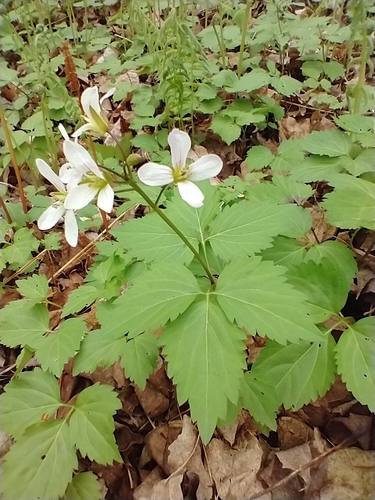Cardamine diphylla (Two-leaved Toothwort) (alternate view 6)