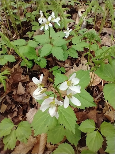 Cardamine diphylla (Two-leaved Toothwort) (alternate view 7)