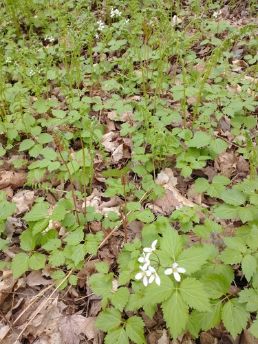 Cardamine diphylla (Two-leaved Toothwort) (alternate view 8)