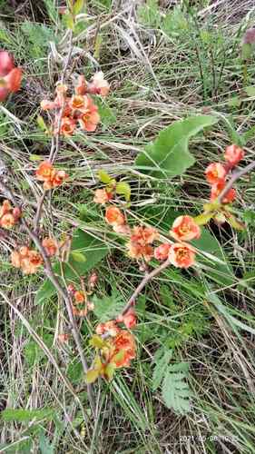 Chaenomeles (Flowering quinces) (alternate view 3)