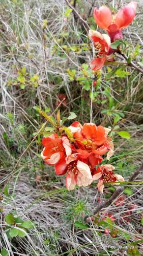 Chaenomeles (Flowering quinces) (alternate view 4)