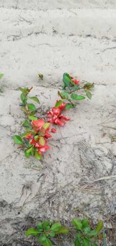 Chaenomeles (Flowering quinces) (alternate view 5)