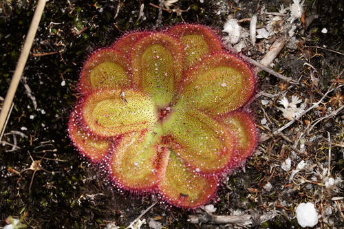 Drosera collina (alternate view 3)