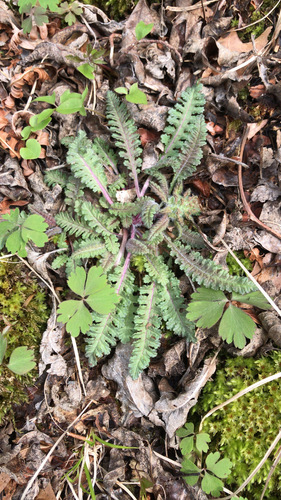Pedicularis canadensis (Canadian lousewort)