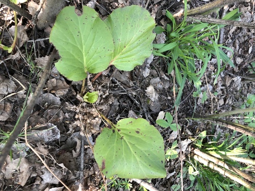 Bergenia crassifolia (Heartleaf bergenia) (alternate view 5)