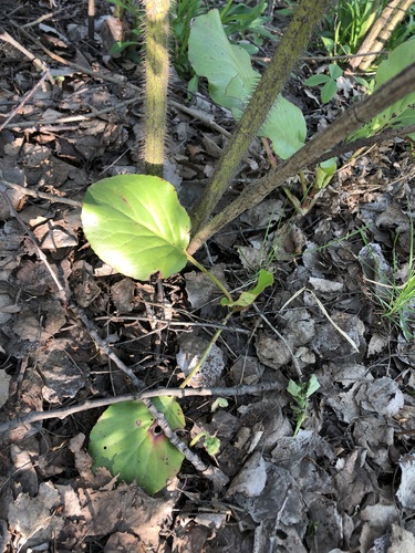 Bergenia crassifolia (Heartleaf bergenia) (alternate view 6)
