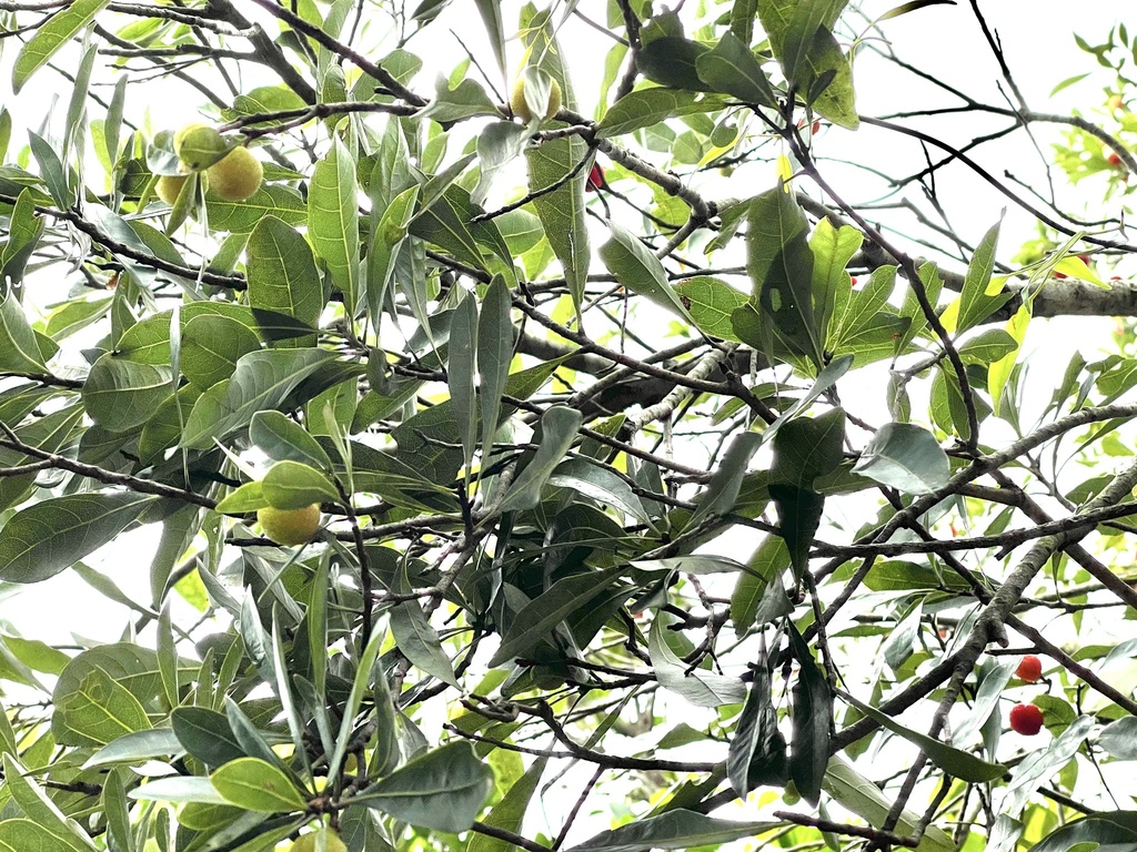 Morella rubra, Chinese bayberry — spreading evergreen (Myricaceae) (image 3 of 10)