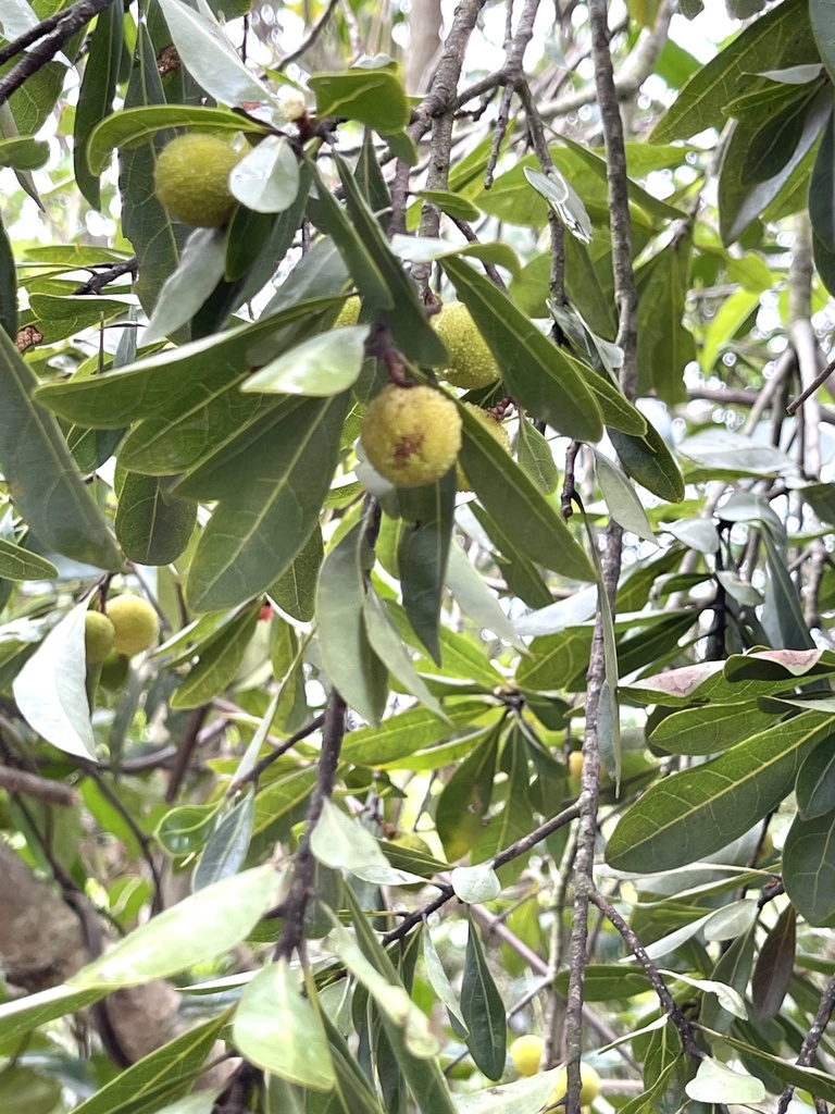 Morella rubra, Chinese bayberry — spreading evergreen (Myricaceae) (image 4 of 10)