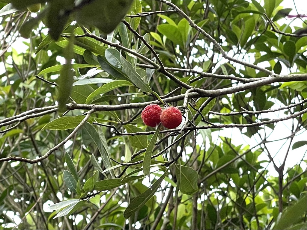 Morella rubra, Chinese bayberry — spreading evergreen (Myricaceae) (image 5 of 10)