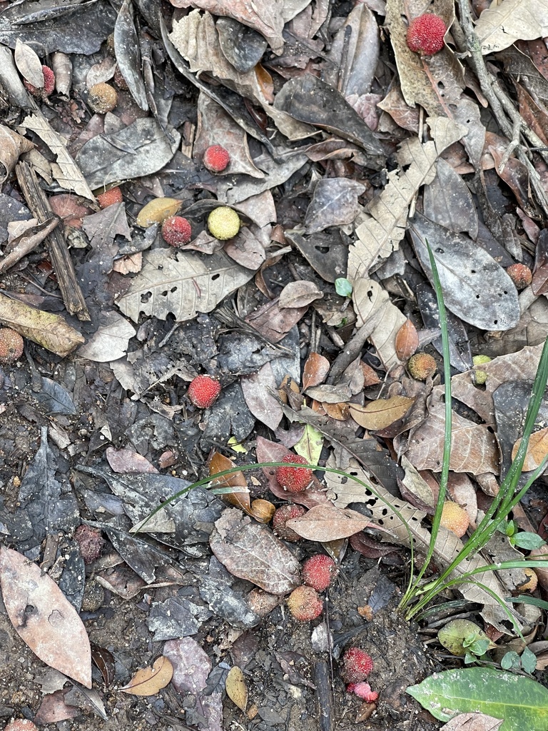 Morella rubra, Chinese bayberry — spreading evergreen (Myricaceae) (image 6 of 10)