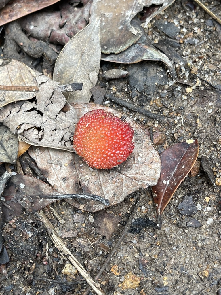 Morella rubra, Chinese bayberry — spreading evergreen (Myricaceae) (image 7 of 10)