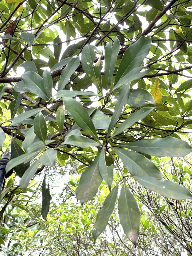 Morella rubra, Chinese bayberry — spreading evergreen (Myricaceae) (image 8 of 10)